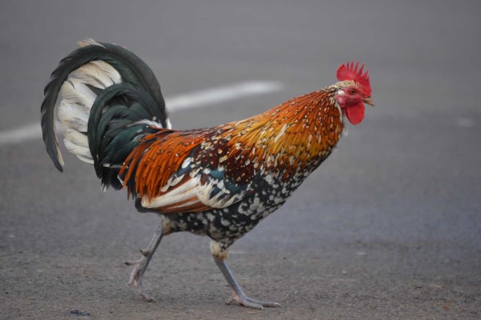 N Wild Rooster [Desktop Auflösung]