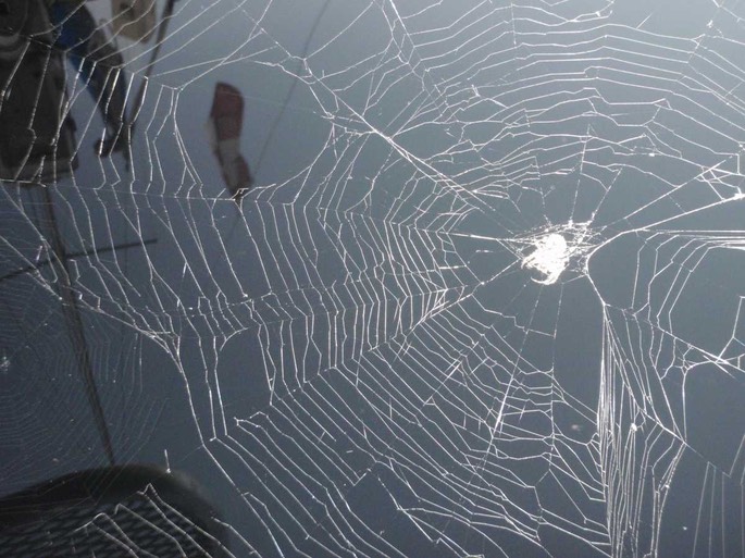 Natur Spinne [Desktop Auflösung]