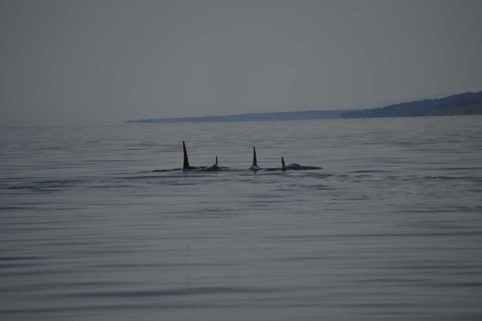 Orcas 1 [Desktop Auflösung]