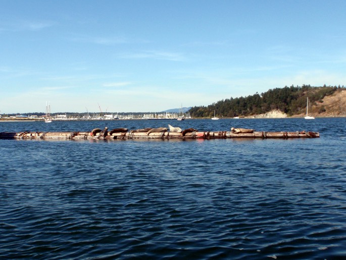 Seelöwen in Anacortes Marina (2)