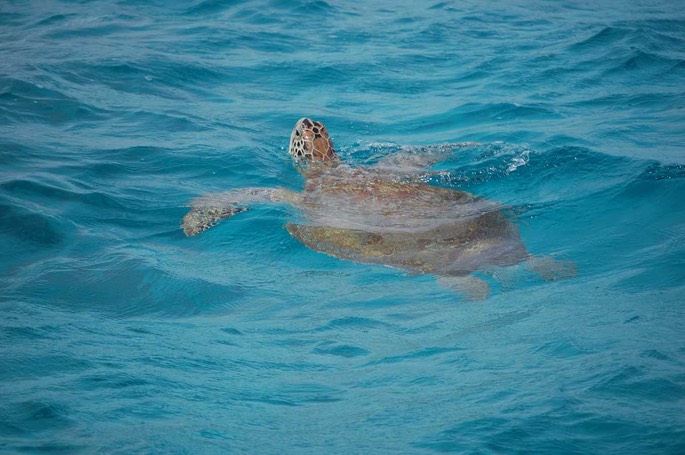 Tobago Cays Schildkröte [Desktop Auflösung]