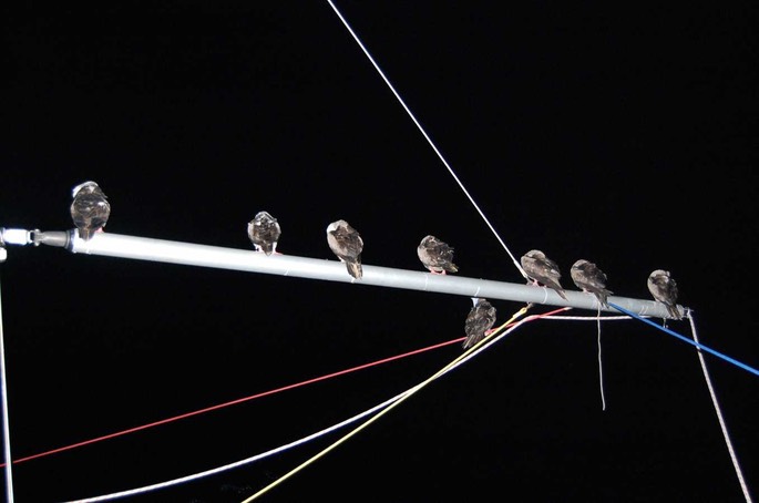 Tölpl 2 [Desktop Auflösung]