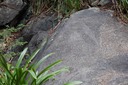 USVI Petroglyphen [Desktop Auflösung]