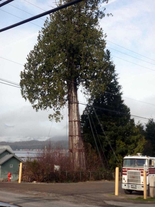 VI Tofino Baum [Desktop Auflösung]