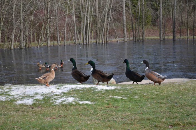 WA BE Ducks [Desktop Auflösung]